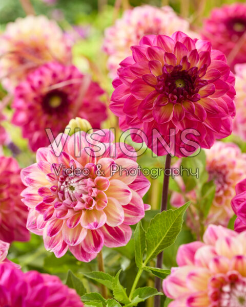 Dahlia Hawaii NL, Tara's Choice Dahlia Hawaii NL, Tara's Choice