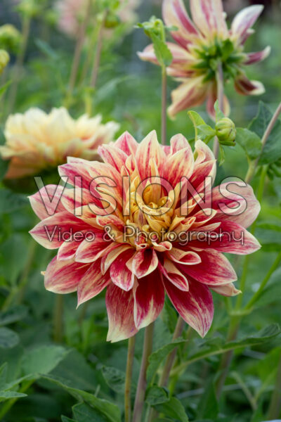Dahlia Explosion
