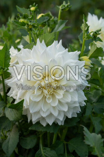 Dahlia Fleurel