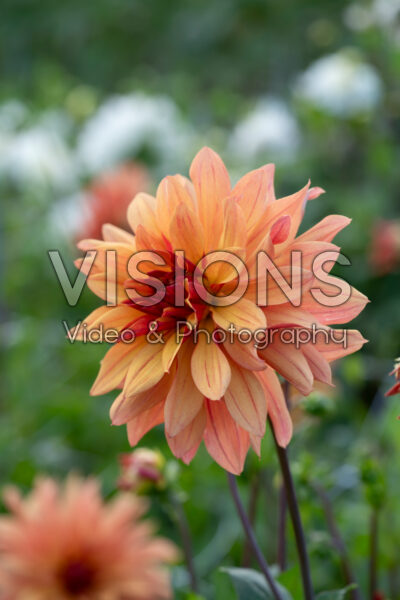 Dahlia French Cancan Dahlia French Cancan