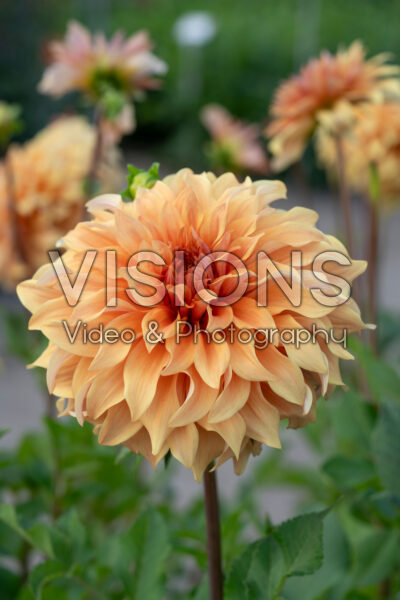 Dahlia Great Hercules