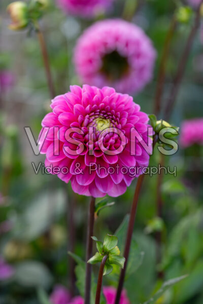 Dahlia Happy Hour
