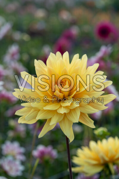 Dahlia Gelber Vulcan Dahlia Gelber Vulcan