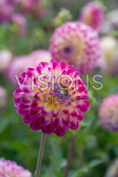 Dahlia Hapet Daydream