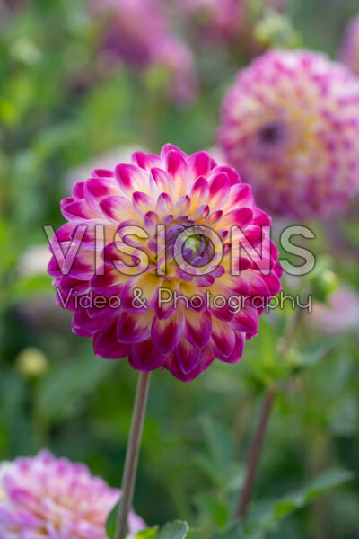 Dahlia Hapet Daydream