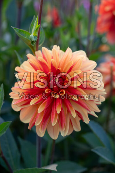 Dahlia Japlou