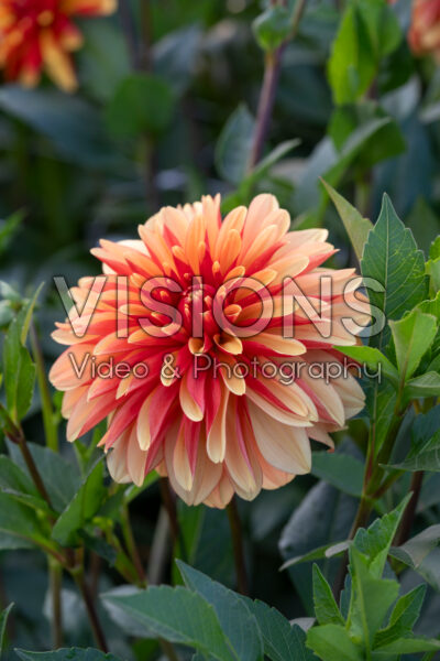 Dahlia Japlou