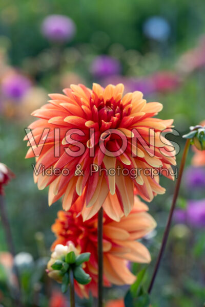 Dahlia Japlou