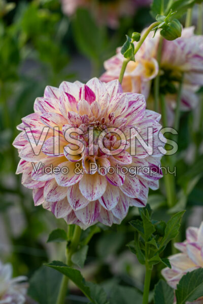 Dahlia Kameleon Dahlia Kameleon