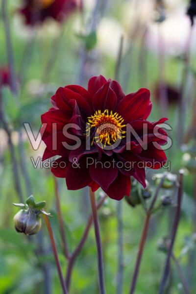 Dahlia Isa Darkness