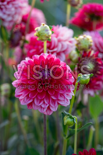 Dahlia Hullegie Dahlia Hullegie