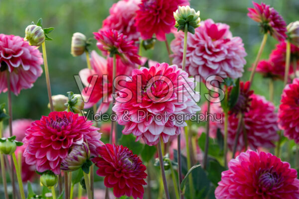 Dahlia Hullegie