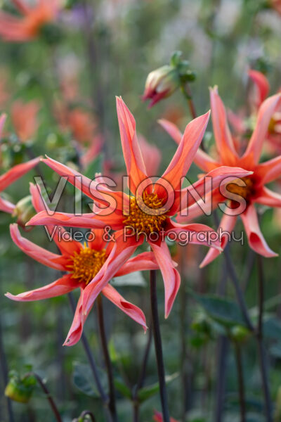 Dahlia Honka Orange Dahlia Honka Orange