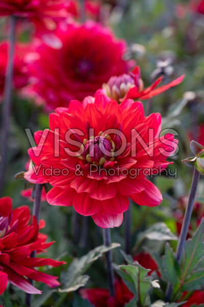 Dahlia Karma Amora Dahlia Karma Amora