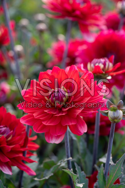 Dahlia Karma Amora
