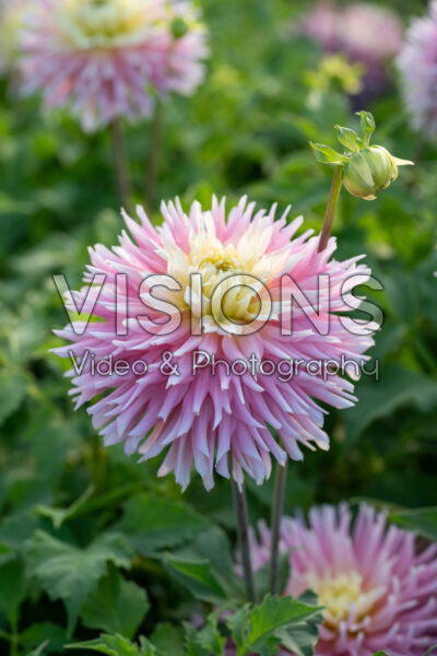 Dahlia Just Married