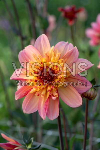 Dahlia Lava Glow