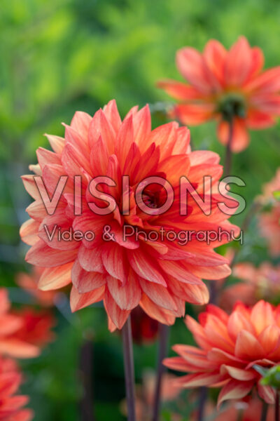 Dahlia Karma Fiesta Dahlia Karma Fiesta