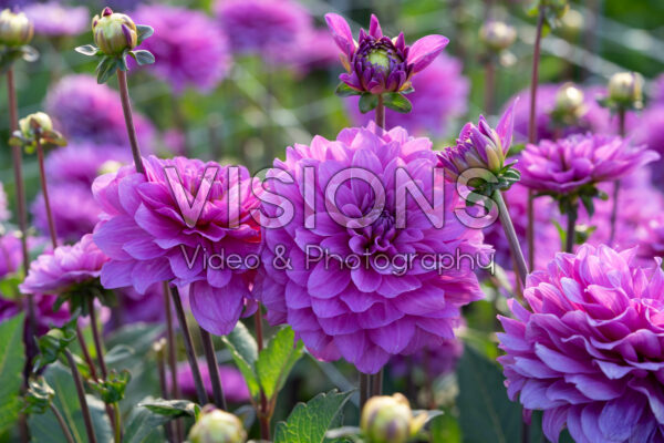 Dahlia Karma Lagoon Dahlia Karma Lagoon