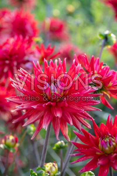 Dahlia Karma Red Corona Dahlia Karma Red Corona