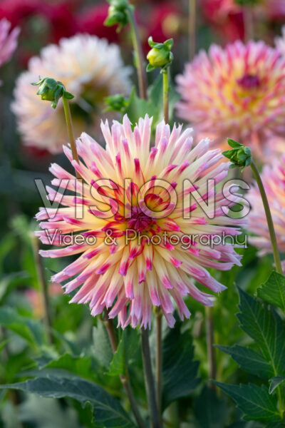 Dahlia Karma Sangria