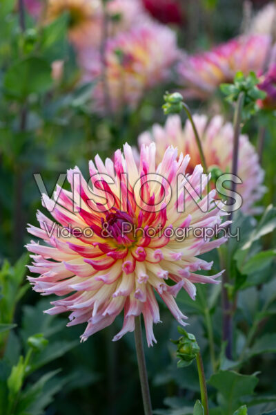 Dahlia Karma Sangria
