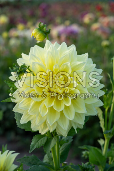 Dahlia Kelvin Floodlight Dahlia Kelvin Floodlight