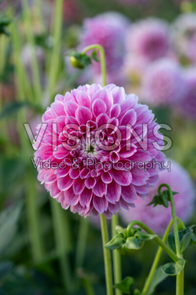 Dahlia Marshmallow Baby Dahlia Marshmallow Baby