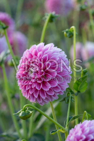 Dahlia Marshmallow Baby Dahlia Marshmallow Baby