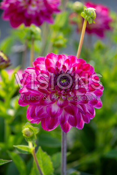 Dahlia Marshmallow Mellie
