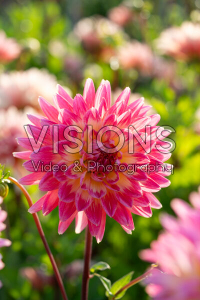 Dahlia Magic Sunrise Dahlia Magic Sunrise