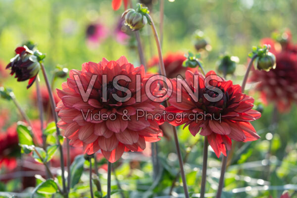 Dahlia Missis Miley