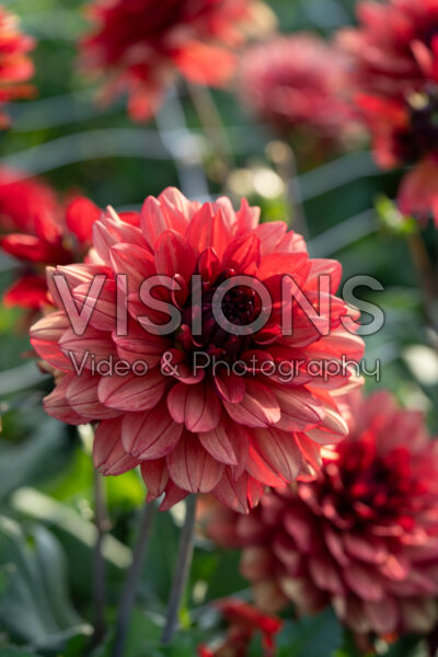 Dahlia Missis Miley Dahlia Missis Miley