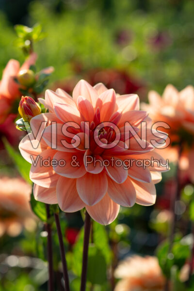 Dahlia Mister Frans Dahlia Mister Frans