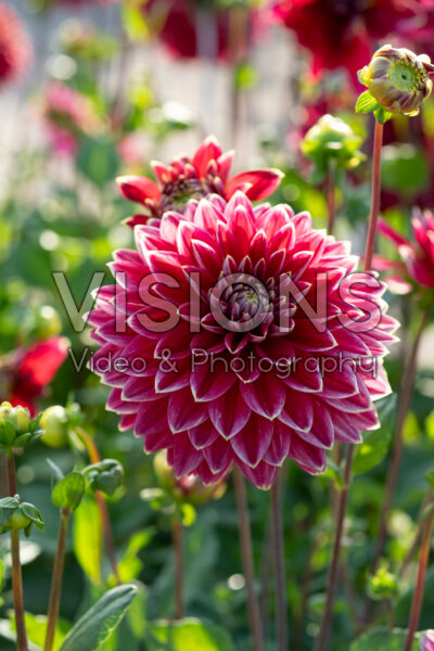 Dahlia Mister Optimist