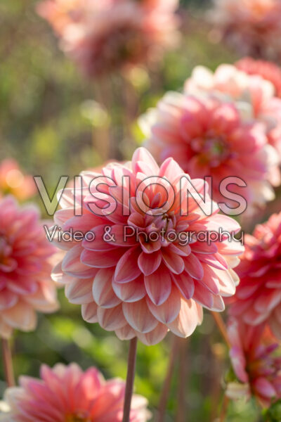 Dahlia Morning Glory
