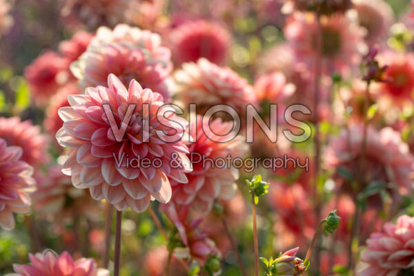 Dahlia Morning Glory Dahlia Morning Glory