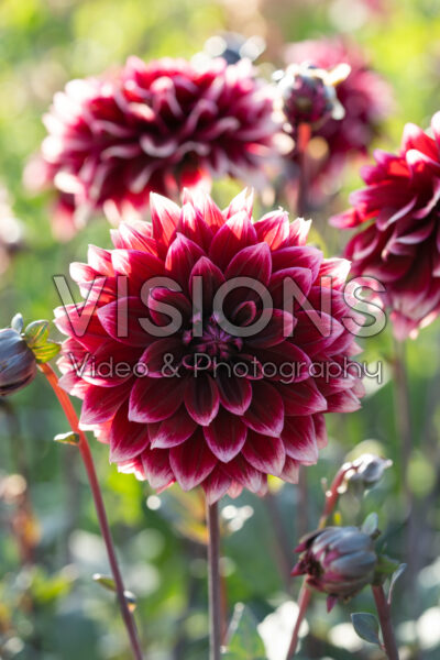 Dahlia Sissinghurst