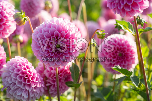 Dahlia Sweet Fabienne Dahlia Sweet Fabienne