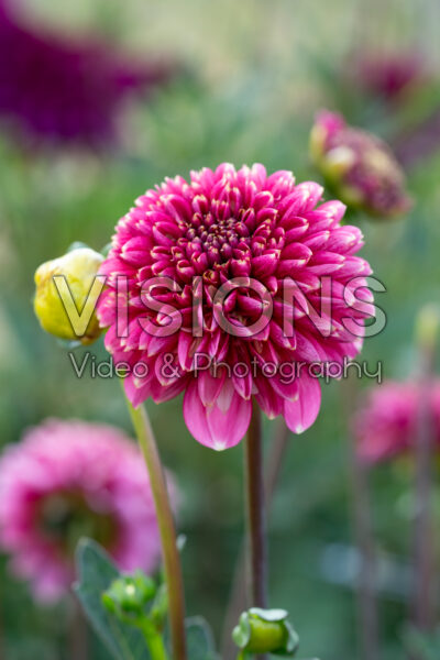 Dahlia Alyshia