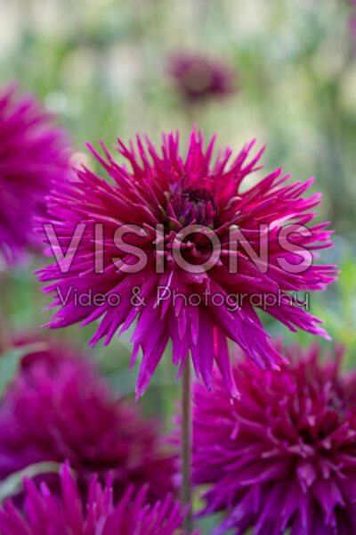 Dahlia Ambition Dahlia Ambition