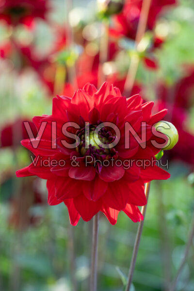Dahlia All Directions