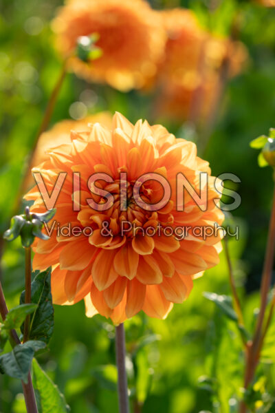 Dahlia Bizon Brons