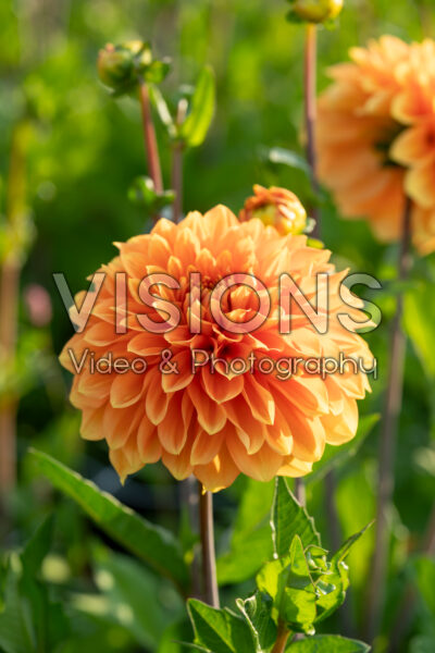 Dahlia Bizon Brons