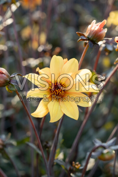 Dahlia Bishop of York Dahlia Bishop of York