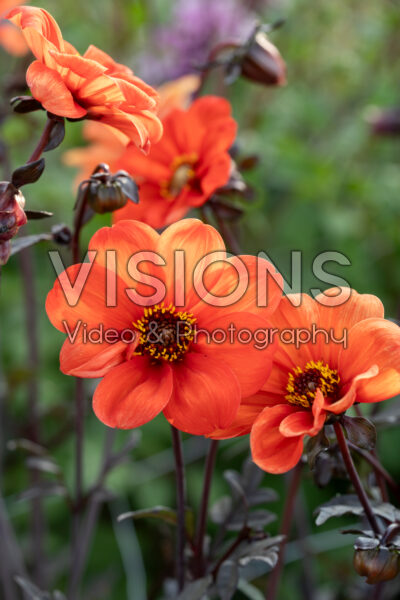 Dahlia Bishop of Oxford