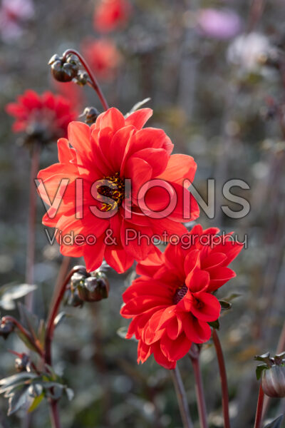 Dahlia Bishop of Llandaff Dahlia Bishop of Llandaff