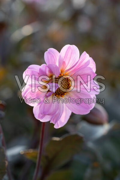 Dahlia Bishop of Dover