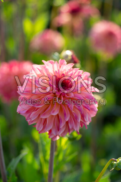 Dahlia Belfloor Dahlia Belfloor