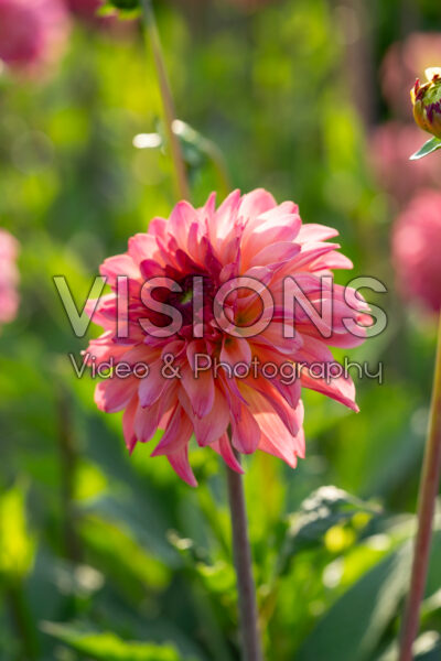 Dahlia Belfloor Dahlia Belfloor